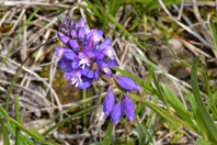 Polygala comosa